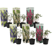 Vlinderstruik - Set van 6 - Buddleja davidii - Hoogte 25-40cm - ?9cm