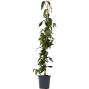 Kamperfoelie - Lonicera henryi 'Copper Beauty' - Hoogte 110-120cm - ?1...