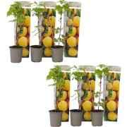 Frambozenplant - Set van 6 - Rubus idaeus 'Fallgold' - Hoogte 25-40cm ...