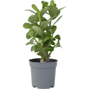 Woestijnroos - Adenium obesum - Hoogte 25-40cm - ?10,5cm