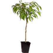 Dwergperzik - Prunus persica 'Saturne' - Hoogte 60-70cm - ?15cm