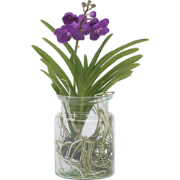 Blauwe orchidee - Vanda 'Blue' - Hoogte 40-50cm - ?14cm