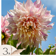 Dahliaknollen - Set van 3 - Dahlia 'Café au lait Twist' - Roze