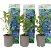 Bolhortensia - Set van 3 - Hydrangea 'Early Blue' - Hoogte 25-40cm - ?...