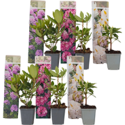 Rhododendrons - Set van 6 - Rhododendron catawbiense - Hoogte 25-40cm ...