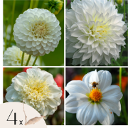 Dahliaknollen - Set van 4 - Dahlia 'White Love' - Wit