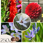 Hollandse bloembollen - Set van 250 - Gladiolus, Dahlia, Freesia