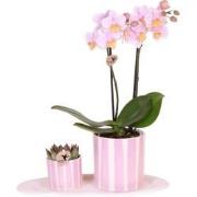 Kolibri Orchids | Gift set Mediterranean Sunset small | Groene plant m...