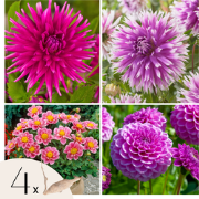 Dahliaknollen - Set van 4 - Dahlia 'Purple Love' - Paars