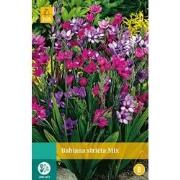 2 stuks - Babiana Stricta Mix 7 bollen