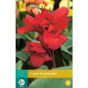 2 stuks - Canna Red Dazzler 1 bol