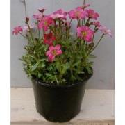 3 stuks! Saxifraga roze