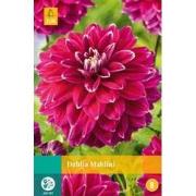 Dahlia maldini bol/knol 1 stuks