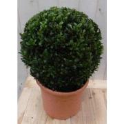 Buxus Bol 30 cm