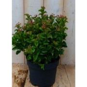 2 stuks! Leucothoe Krullend Blad 30 cm