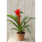 Bromelia rood 30 cm