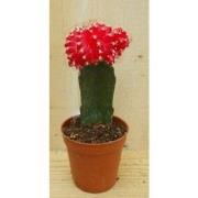 3 stuks! Kamerplant Cactus Rood/oranje mini