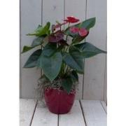 Flamingoplant Anthurium rood in rode pot 40 cm