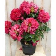 Rododendron 80 cm rood