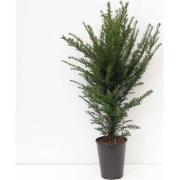 Taxus baccata 50-100 cm