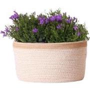Campanula Addenda Ambella Intense purple - Cotton schaal met Campanula...