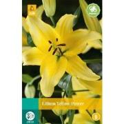 Lilium yellow power bloembol