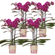 Kolibri Orchids | COMBI DEAL van 4 paarse phalaenopsis orchideeën - Mo...