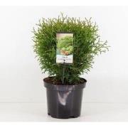 Thuja occidentalis tiny tim 25-30 cm