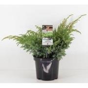 Juniperus squamata blue swede 40 cm