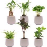 URBANJNGL - Mini planten set 6 - Inclusief 6x pot Joey grijs mat