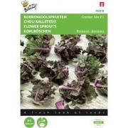 Kalettes Garden Mix F1