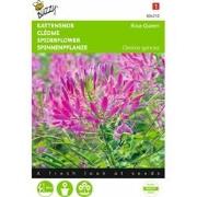 2 stuks - Cleome Spinosa Rose Queen