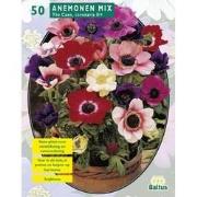 2 stuks - Zomer Bloembollen Anemone de Caen, Mix per 30