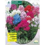 2 stuks - Zomer Bloembollen Phlox, Mix per 6