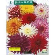 2 stuks - Zomer Bloembollen Dahlia Cactus Mixed per 3