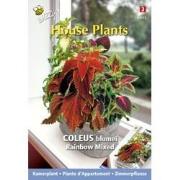 3 stuks - House plants coleus rainbow mix