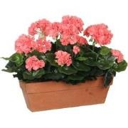 Mica Decorations geranium zalm in balkonbak terra maat in cm: 39x13x40