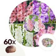 Gladiolen - Zwaardlelie - Set van 60 - Gladiolus Pastel Mix - Bloembol...