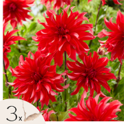 Dahliaknollen - Set van 3 - Dahlia 'Labyrinth Red' - Rood