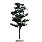 Conifer tree, medium