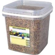 Meelwormen 2.5 liter