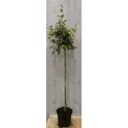 Elaeagnus Olijfwilg geelbont blad op stam 80 cm dia 40 cm