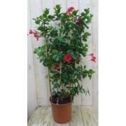 Dipladenia rood 90 cm