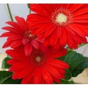 Patio Gerbera rood in grote pot