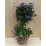 Rieten plantenbak Solanum Nachtschade met zomerbloeiers mix h70 cm