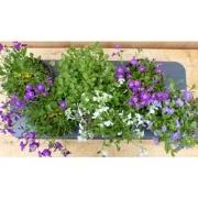 Randjesbloem Aubrieta 6 potjes in tray kleur wit/paars