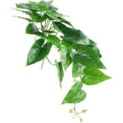 Anubias nana 15x15x49 cm groen