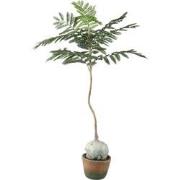 PTMD Tree Green Jacaranda Tree In Pot