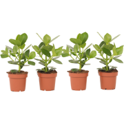 Varkensboom - Set van 4 - Clusia rosea 'Princess' - Hoogte 25-35cm - ?...