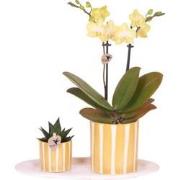 Kolibri Orchids | Gift set Pasen small | Groene plant met gele Phalaen...